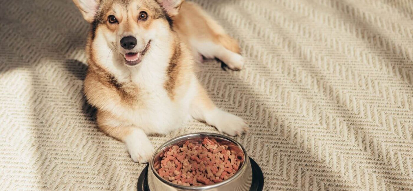 How to Keep Your Dog Hydrated