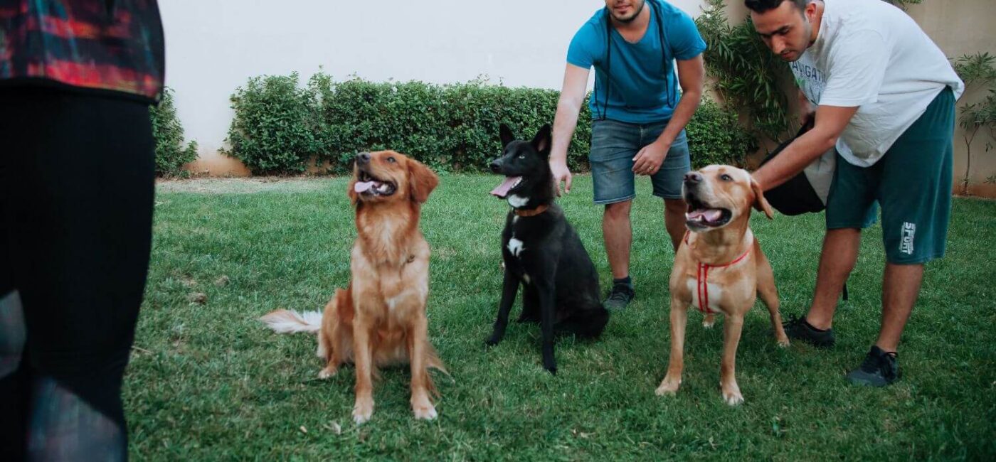 Using Best Treats For Dog Training