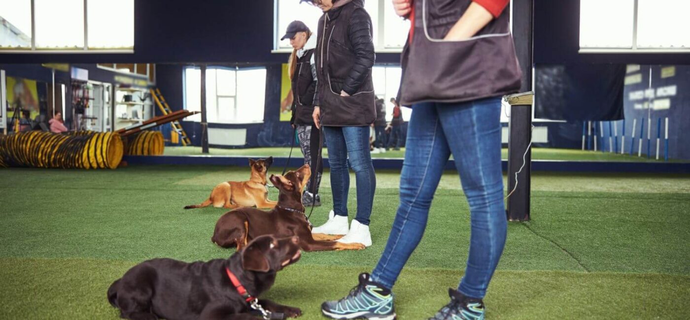 How To Stop Your Dog From Jumping