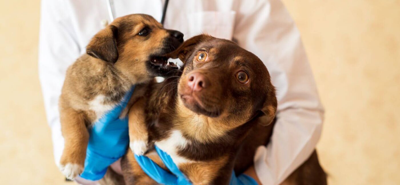 6 Dental Emergencies in Pets