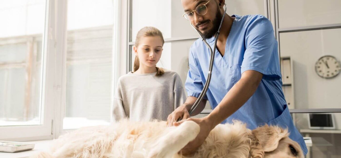 What Is Veterinary Cardiology?